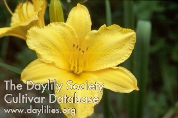 Daylily Golden Prize